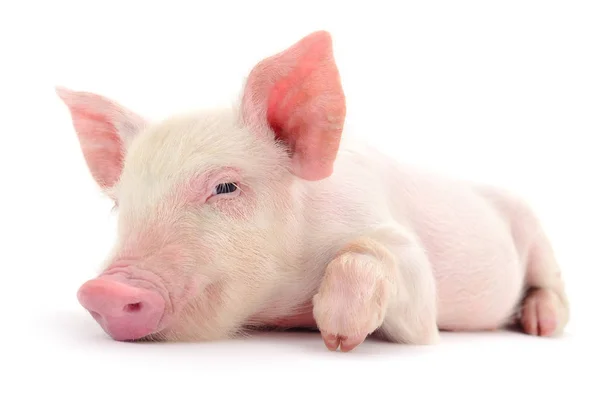 Beyaz üzerinde domuz