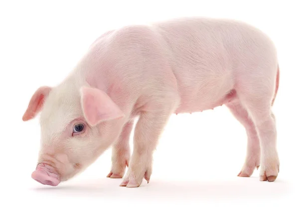 Pig on white — Stock Photo, Image