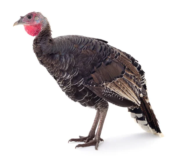 Pavo oscuro aislado — Foto de Stock