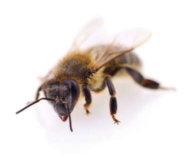 beyaz üzerine bal arısı.