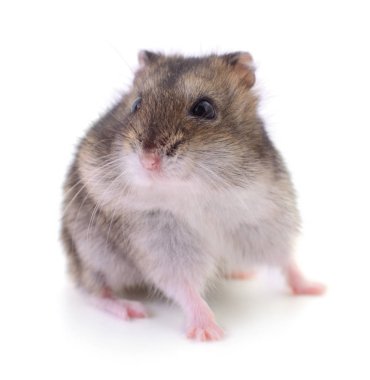 Küçük yerli hamster.