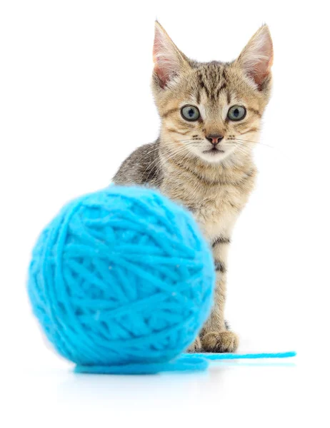 Kat met bal van garen — Stockfoto
