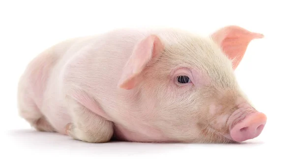 Beyaz üzerinde domuz