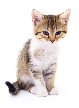 Beyaz zemin üzerinde kedi yavrusu.