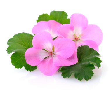 Üç pembe çiçekler.