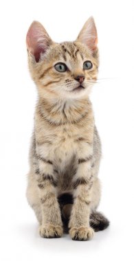 Beyaz zemin üzerinde kedi yavrusu.