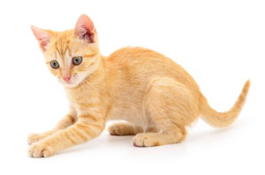 Beyaz zemin üzerinde kedi yavrusu.