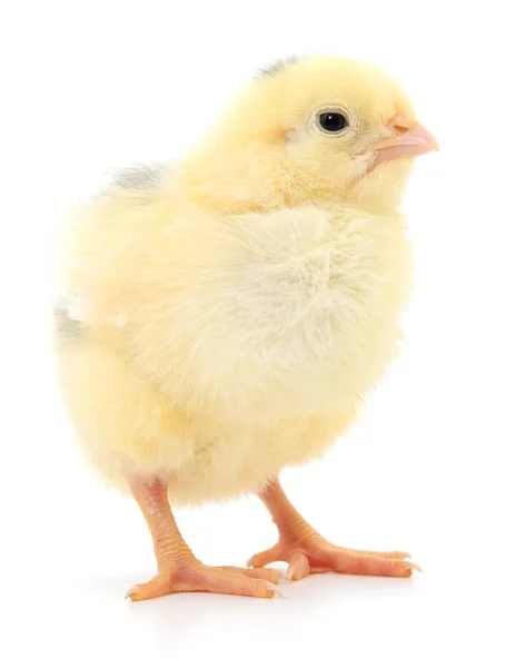 Petit poulet jaune — Photo