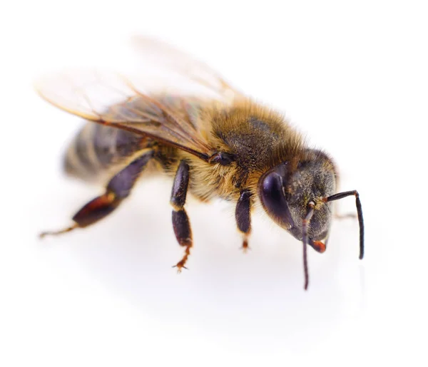 Včela na bílém pozadí. — Stock fotografie