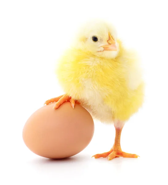 2 つの鶏と卵 — ストック写真