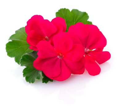 Üç kırmızı çiçek..