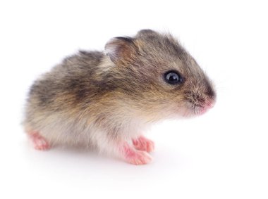 Küçük yerli hamster.