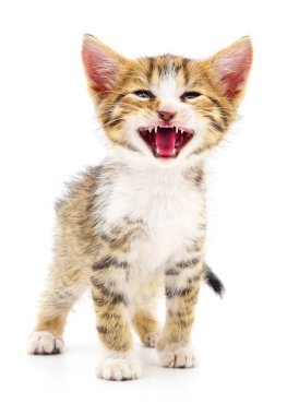 Beyaz zemin üzerinde kedi yavrusu.