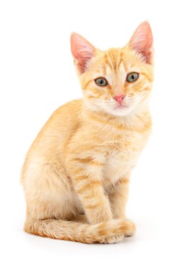 Beyaz zemin üzerinde kedi yavrusu.