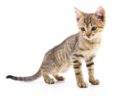 Beyaz zemin üzerinde kedi yavrusu.