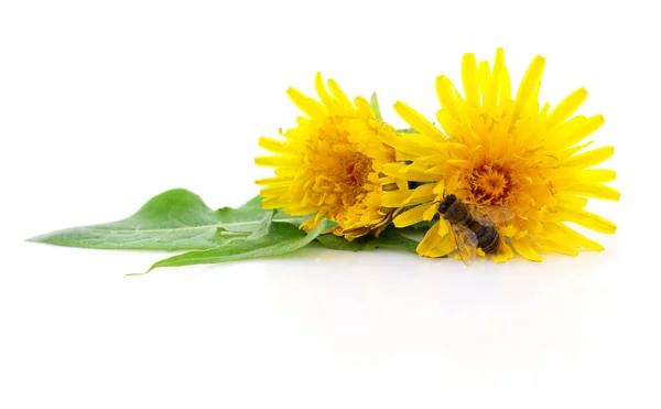 Honingbij en geel bloem — Stockfoto