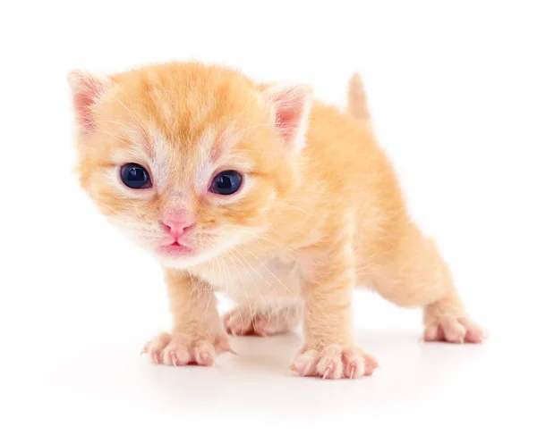 Kitten op witte achtergrond. — Stockfoto