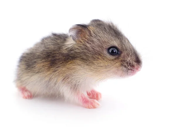 Küçük yerli hamster. — Stok fotoğraf