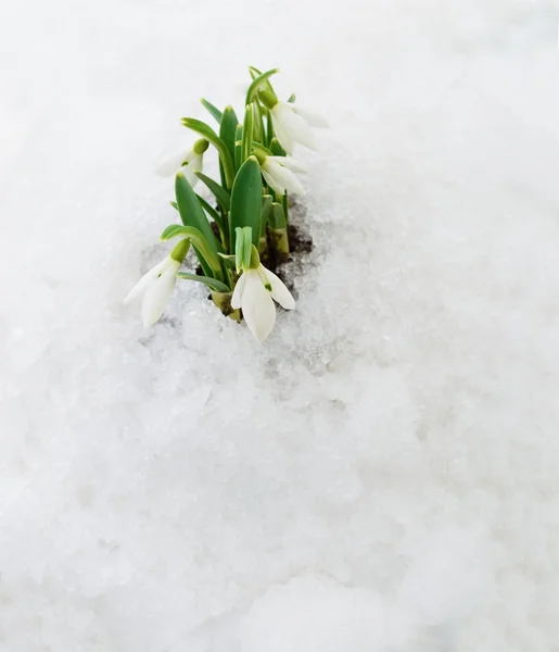 Snowdrop and Snow. — Stock Photo, Image