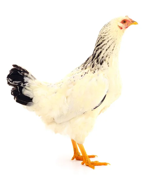 Poule blanche isolée . — Photo