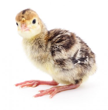 İzole tavuk Türkiye