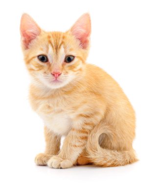 Beyaz zemin üzerinde kedi yavrusu.