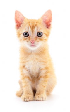 Beyaz zemin üzerinde kedi yavrusu.