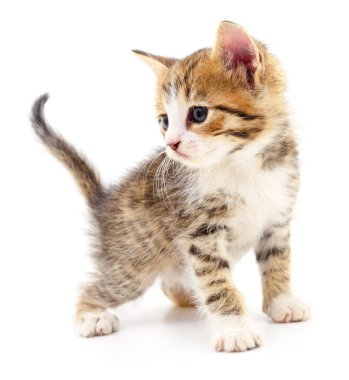 Beyaz zemin üzerinde kedi yavrusu.