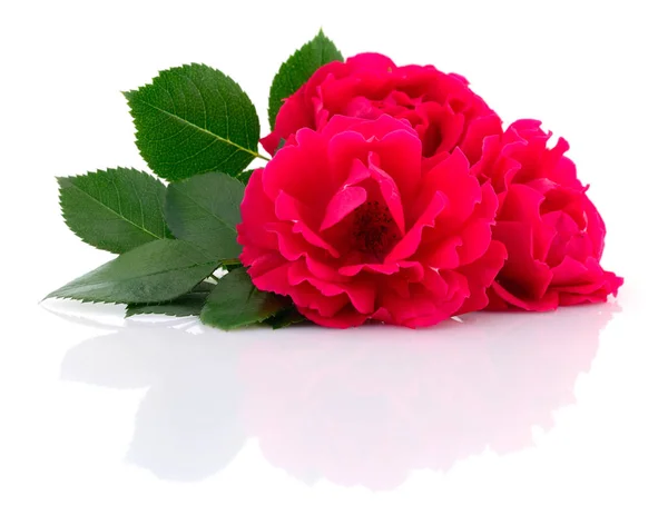 Gyönyörű vörös rózsa. — Stock Fotó