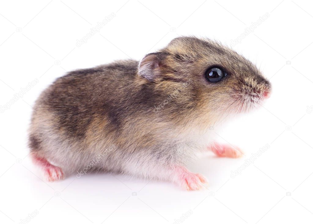 Small domestic hamster.