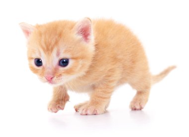 Beyaz zemin üzerinde kedi yavrusu.