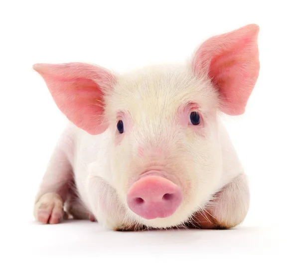 Beyaz üzerinde domuz