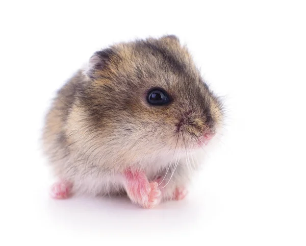 Kleine binnenlandse hamster. Rechtenvrije Stockfoto's