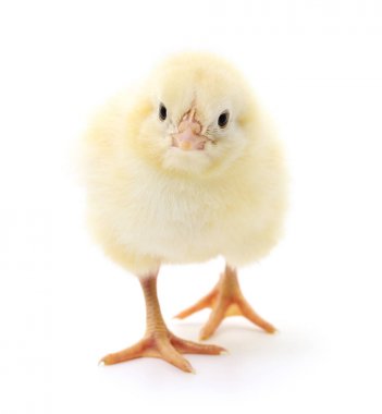 küçük sarı tavuk 