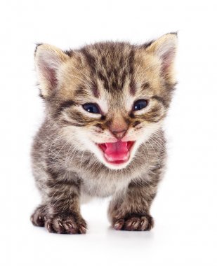 Beyaz zemin üzerinde kedi yavrusu.