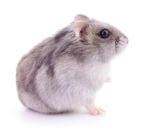 Küçük yerli hamster.