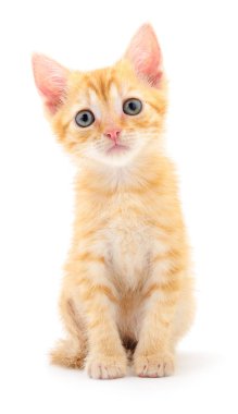 Beyaz zemin üzerinde kedi yavrusu.