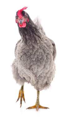 Gri tavuk izole.