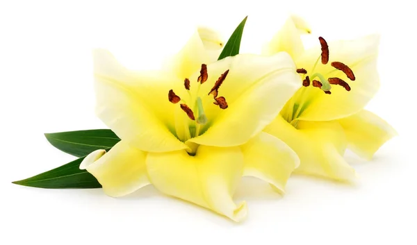 Dvě žlutá lilie. — Stock fotografie