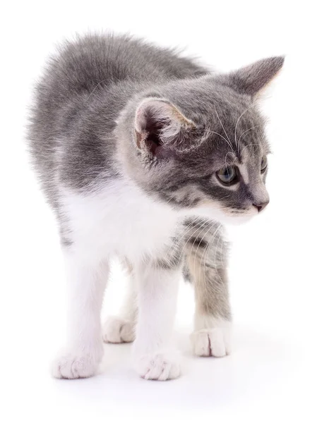 Kitten on white background. — Stock Photo, Image