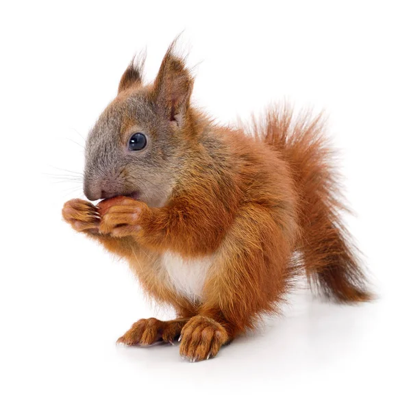 Eurasian red squirrel. — Stock Photo, Image