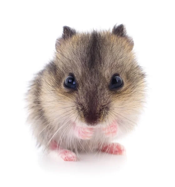 Küçük yerli hamster.