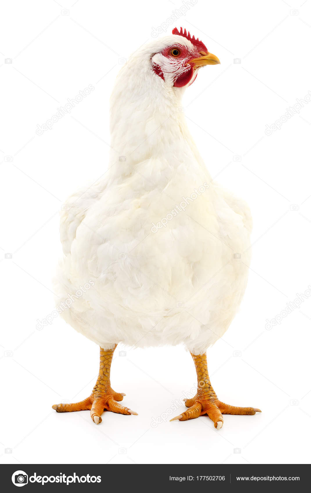 White hen isolated. Stock Photo by ©Tsekhmister 177502706