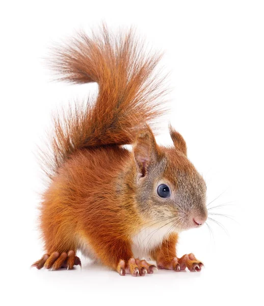 Eurasian red squirrel. — Stock Photo, Image