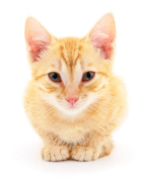 Gatinho no fundo branco. — Fotografia de Stock