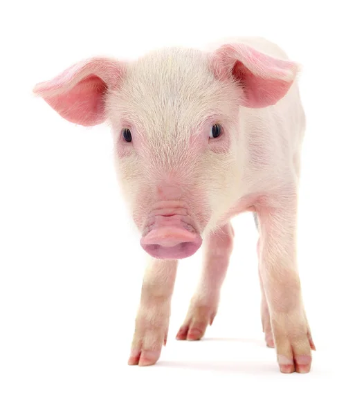 Beyaz üzerinde domuz