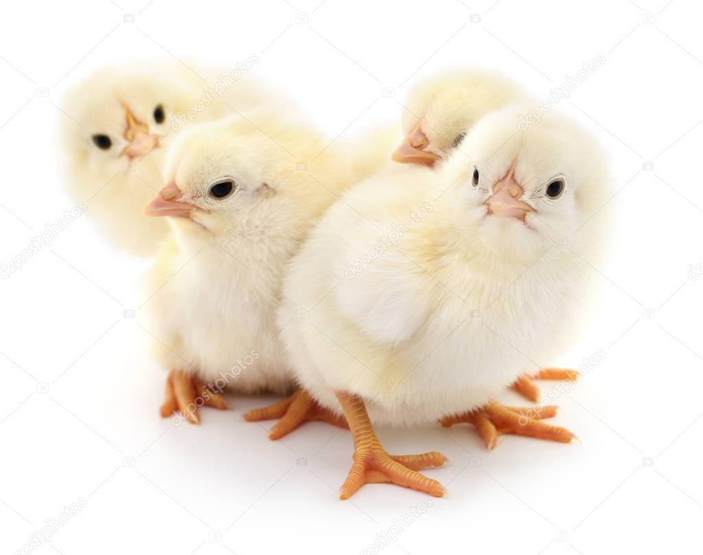 Four yellow chickens