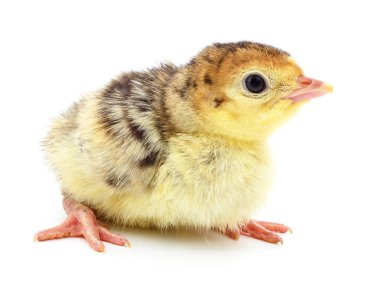 İzole tavuk Türkiye