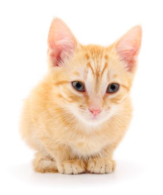 Beyaz zemin üzerinde kedi yavrusu.