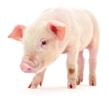 Beyaz üzerinde domuz